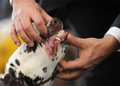 スロバキアの首都ブラチスラバ（Bratislava）で9日から11日まで、「ワールド・ドッグ・ショー（World Dog Show）」が開催され、59か国から3万匹のイヌが参加した。写真は、イヌの歯をチェックする審査員（2009年10月9日撮影）。(c)AFP/SAMUEL KUBANI