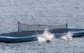 メキシコ・ゲレロ（Guerrero）州のアカプルコ（Acapulco）で、エキシビションマッチの最中に、サンタルシア湾（Santa Lucia Bay）に浮かべたコートから海に飛び込む、カナダの女子選手、ユージェニー・ブシャール（右、Eugenie Bouchard）と、ブルガリアの男子選手、グリゴール・ディミトロフ（Grigor Dimitrov、2014年2月24日撮影）。(c)AFP/Pedro PARDO