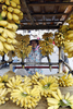 写真はホーチミンで、バナナを売る女性（2006年12月22日撮影）。(c)AFP/HOANG DINH Nam