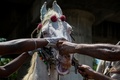 インド・チェンナイで定期予防接種を受ける馬（2021年7月2日撮影）。(c)Arun SANKAR / AFP