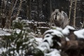 米首都ワシントンのスミソニアン国立動物園内を歩くタイリクオオカミ（2017年12月9日撮影、資料写真）。(c)ERIC BARADAT / AFP