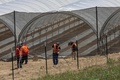 米カリフォルニア州カーピンテリアで、ブドウ園の横につくられた大麻栽培温室で作業をする人々（2019年8月6日撮影）。(c)DAVID MCNEW / AFP