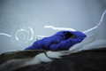 スウェーデン北部ユッカスヤルビ（Jukkasjaervi）の「アイスホテル（Icehotel）」の客室で眠る宿泊客（2009年1月8日撮影）。(c)AFP/OLIVIER MORIN