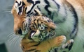 チェコ東部オロモウツの動物園でお披露目されたシベリアトラの子どもと世話を焼く母親トラ（2015年6月30日撮影）。(c)AFP/RADEK MICA
