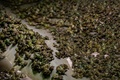 フランス・ピエールラットで育てられている食用ガエル（2020年9月30日撮影）。(c)JEFF PACHOUD / AFP