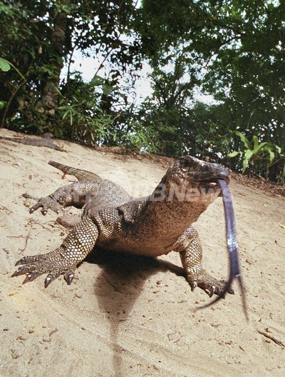 トカゲの肺も 一方通行 鳥と同じ 写真1枚 国際ニュース Afpbb News