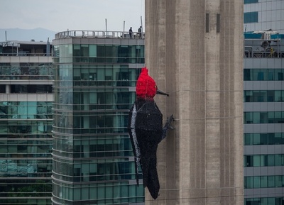 ビル壁つつく巨大キツツキ？ おんどりやカタツムリも チリ