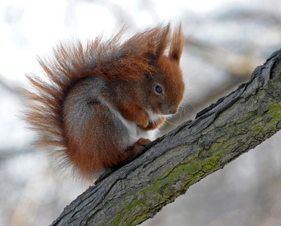 小鳥のおこぼれにあずかるリス