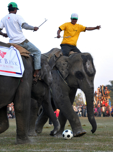 鼻先でゴール決めるぞ！ゾウの祭典でサッカー大会 ネパール