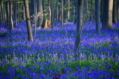 動画 チリで 砂漠の花畑 現象 約0種が開花 写真1枚 国際ニュース Afpbb News