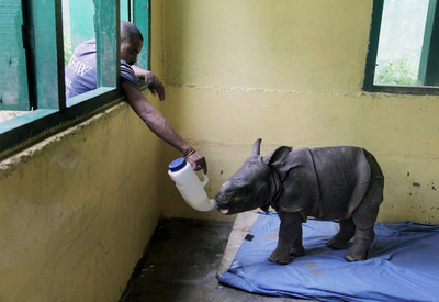 洪水で親とはぐれた赤ちゃんサイ、8頭の飼育資金募る インド