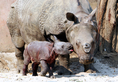 メスの赤ちゃんサイ誕生 - インド