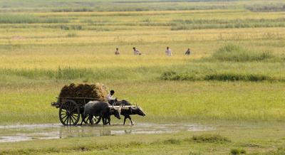 村人らが63歳女性を斬首、「魔術」を疑い インド