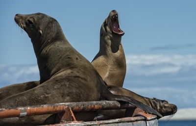 米カリフォルニアでアシカ漂着が急増、当局が警鐘
