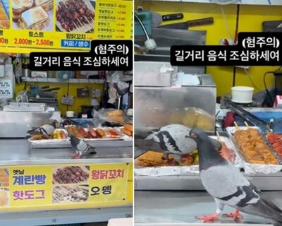野ざらしの食品、ハトが物色…韓国・屋台で撮られた衝撃の衛生状態「もう路上の食べ物は買えない」
