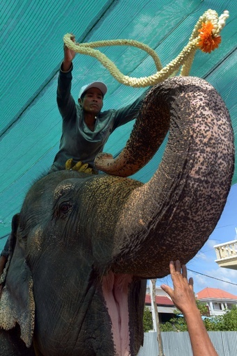 観光客乗せて30年、カンボジアのゾウが引退