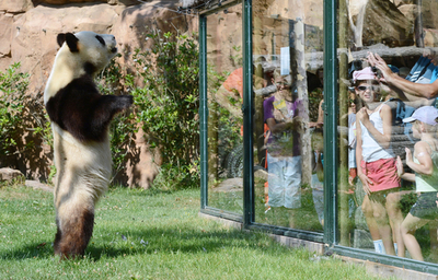 来園者に興味津々、仏動物園のジャイアントパンダ
