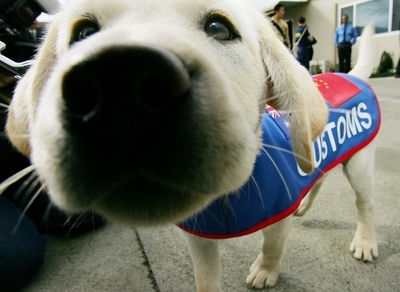 ギリシャの脱獄犯が「子犬の飼い主」募集