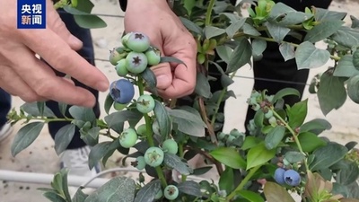 「高級果物」から手頃な価格へ 中国人が「ブルーベリーの自由」を実現