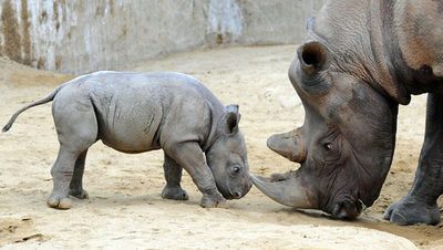 クロサイの赤ちゃん、クリスマスに誕生　ドイツ