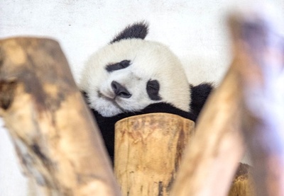 「もう限界」？閉館前に居眠りするパンダ ウィーン