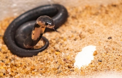フードコブラの赤ちゃん、卵からかえるまで