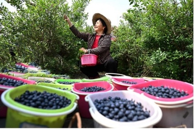 中国の果物はなぜ手頃な価格になってきたのか