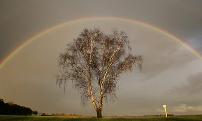 木と虹、偶然の「アート」 - ドイツ