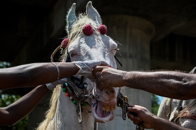 【今日の1枚】ちょっと我慢してね、馬も予防接種