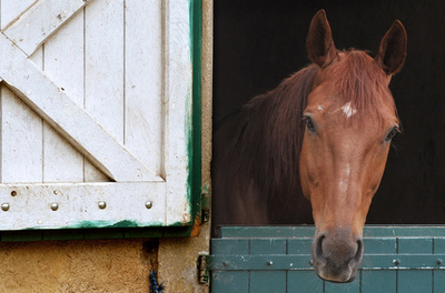 乗客が馬と一緒に電車に、写真拡散 オーストリア