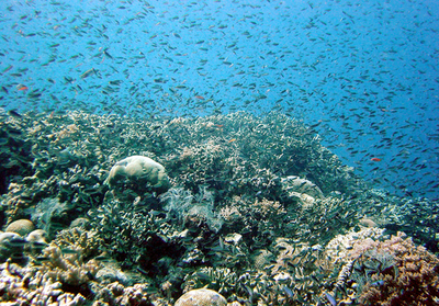 気候変動、サンゴ礁の魚類に悪影響 豪研究チーム