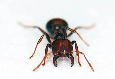 強い毒を持つ「ヒアリ」が中国の12省に侵入 刺されると命の危険も