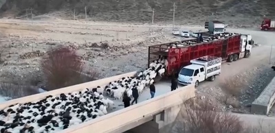 新疆で700万頭の家畜が春の移動シーズンに