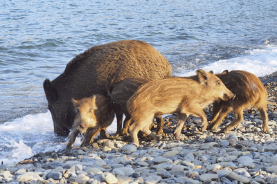 狩りでイノシシ158頭殺す、「大虐殺」と非難の声 仏