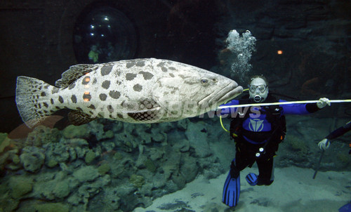 熱帯魚の身体検査 大型魚は2人がかり ドイツ 写真2枚 ファッション ニュースならmode Press Powered By Afpbb News