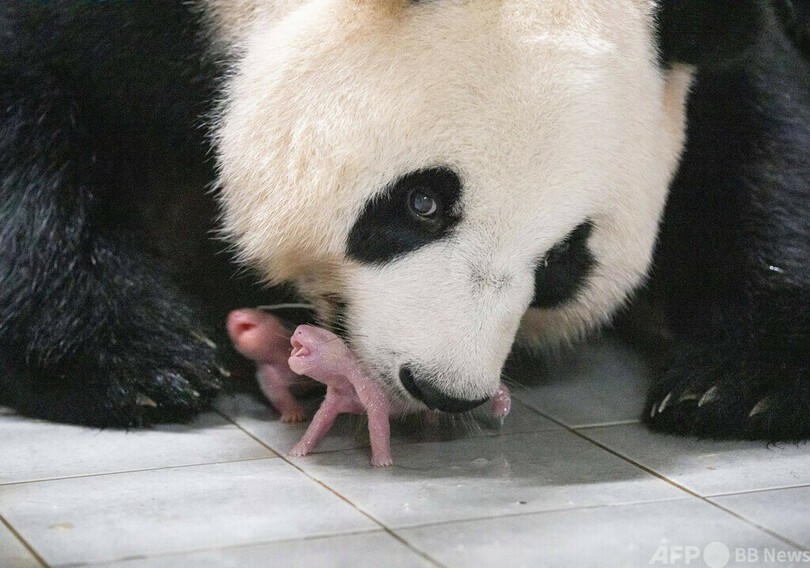 双子のパンダ誕生 韓国初