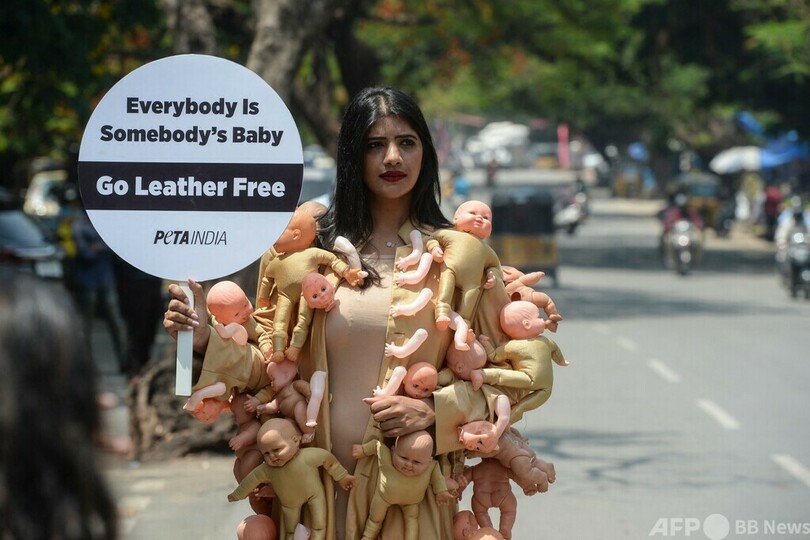 動物愛護団体 皮革の不使用 呼び掛け インド 写真5枚 国際ニュース Afpbb News