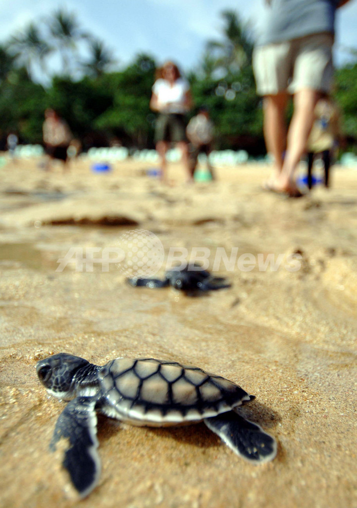 COP13開催中のバリでゴア氏が演説、米国抜きでの気候変動対策強化を訴え