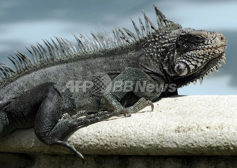 イグアナが噴水で日光浴、ベネズエラ