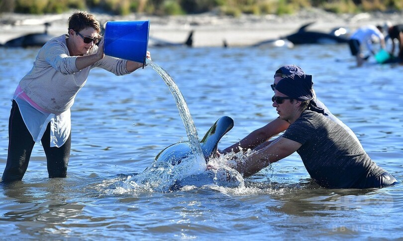 浜辺にクジラ400頭以上打ち上げ NZ「過去最大規模」