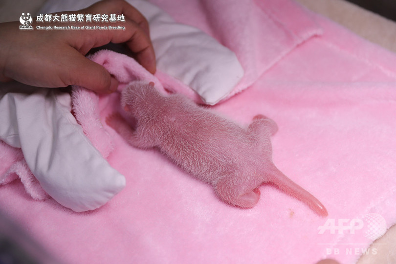 世界最小の赤ちゃんパンダ 無事誕生 体重は42 8グラム 写真13枚 国際ニュース Afpbb News