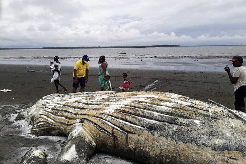 体長9.8メートルのザトウクジラが打ち上げられる、コロンビア 体長9.8メートルのザトウクジラが打ち上げられる、コロンビア
