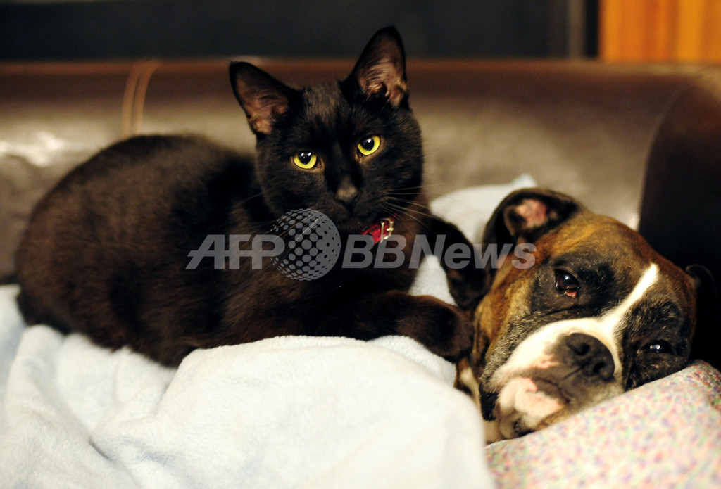 「重くない？」「平気だよ」、仲良し2匹の日常 写真1枚 国際ニュース：AFPBB News