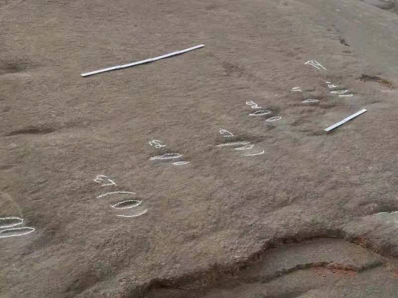恐竜の足跡化石を多数発見 中国・陝西省