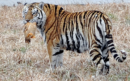 生きた鶏をトラやライオンに 上海動物園のサファリツアー 写真6枚 国際ニュース Afpbb News