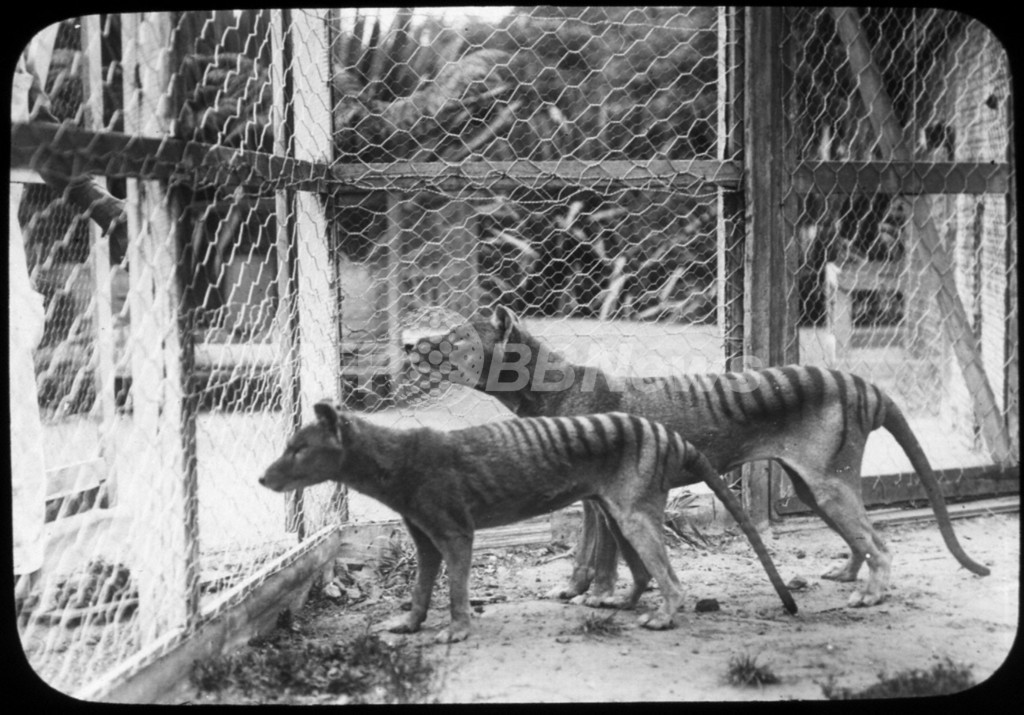 タスマニア島のフクロオオカミ、絶滅の原因は人間 豪研究 タスマニア島のフクロオオカミ、絶滅の原因は人間 豪研究