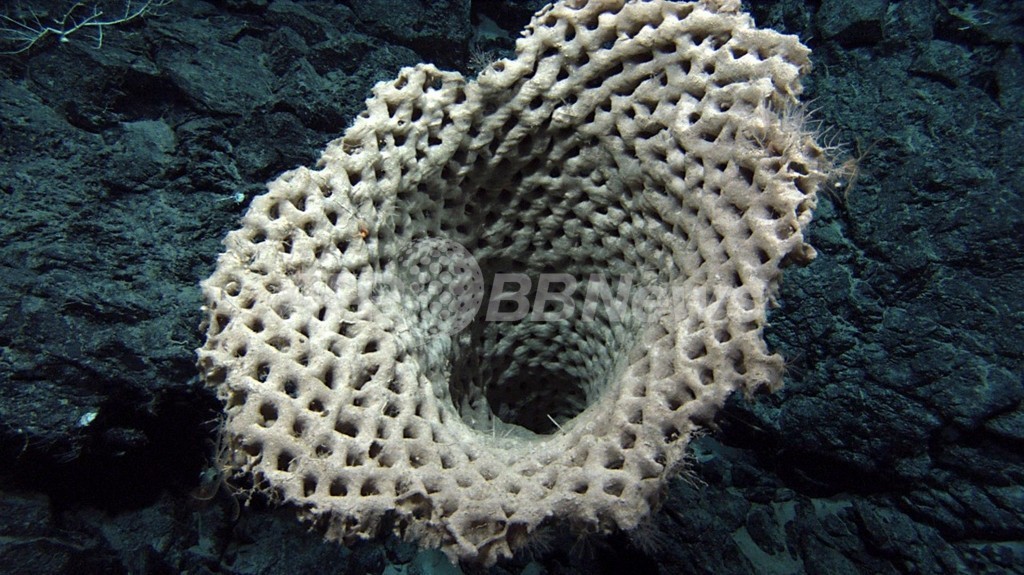 ヒトと海綿の遺伝子は70%が共通、豪研究 ヒトと海綿の遺伝子は70%が共通、豪研究