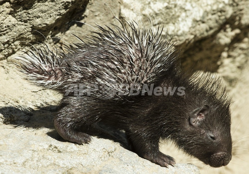 生後6日でも立派にヤマアラシです ドイツ 写真4枚 国際ニュース Afpbb News