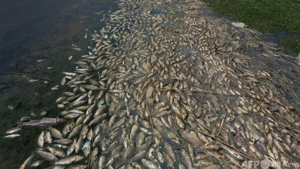 動画：汚染貯水湖で魚大量死 数十トン分打ち上げられる レバノン