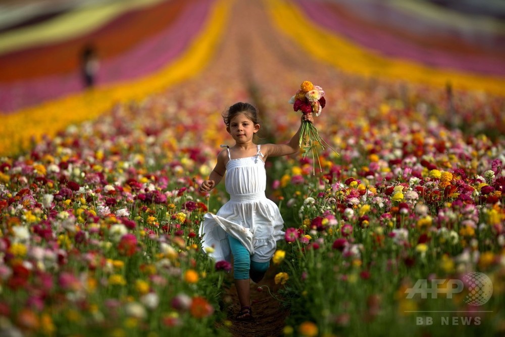 ラナンキュラスの花を摘む子どもたち イスラエル 写真9枚 国際ニュース Afpbb News